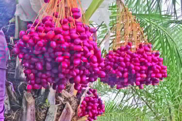 লবণাক্ত মাটিতে সৌদি খেজুর