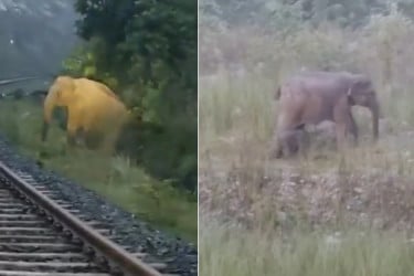 ঝাড়খণ্ডে ট্রেন থেমে রইল দুই ঘণ্টা; রেললাইনে সন্তান জন্ম দিল মা হাতি!