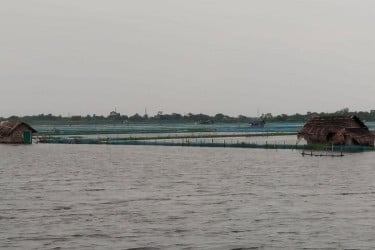 বাগেরহাটে টানা বর্ষণে ক্ষতিগ্রস্ত ফসলি জমি