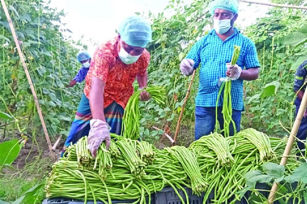 যত্নের বরবটি চাষ