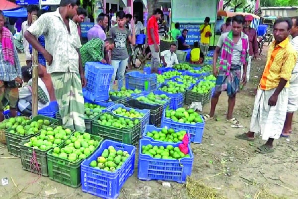 নওগাঁয় জমকালো আম উৎসব