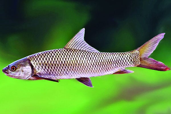 মৃগেল মাছে ভারী ধাতু