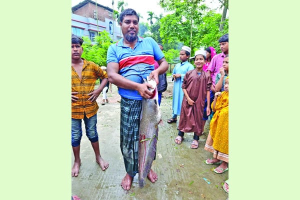 খাল থেকে ১৫ কেজির বোয়াল শিকার