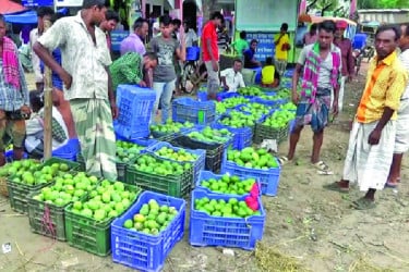 নওগাঁয় জমকালো আম উৎসব