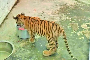 বাঘ দম্পতি রোমিও জুলিয়েটের কোলে ডোনাল্ড ট্রাম্প