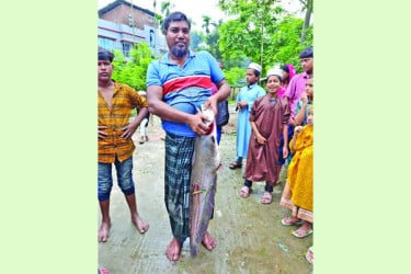 খাল থেকে ১৫ কেজির বোয়াল শিকার