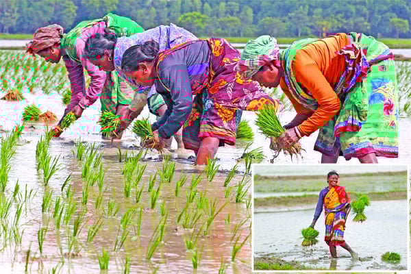 ধান রোপণে ব্যস্ত নারীরা