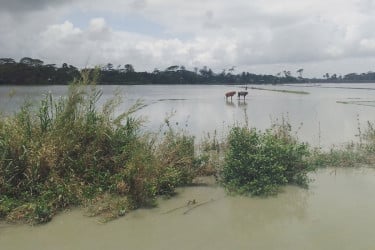কলাপাড়ায় দুর্ভোগ কমেনি সাধারণ মানুষের, কৃষকরা পড়েছেন সংকটে