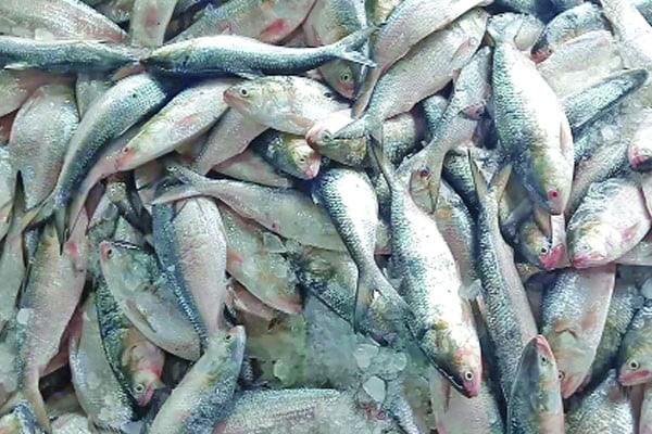 এক ট্রলারে ৬৫ মণ ইলিশ