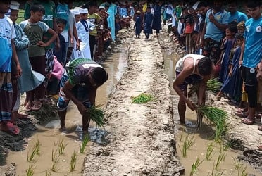 চাঁপাইনবাবগঞ্জে কাঁচা রাস্তায় ধানগাছ লাগিয়ে প্রতিবাদ