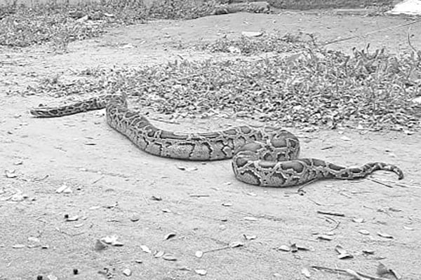 পুকুরে আট ফুট লম্বা অজগর