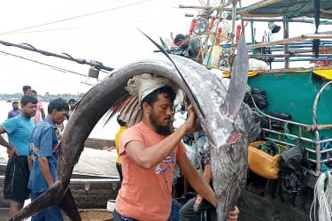 কুয়াকাটায় ধরা পড়লো বিরল প্রজাতির পাখি মাছ