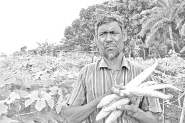 চিচিঙ্গা চাষে ঝুঁকছেন চাষিরা