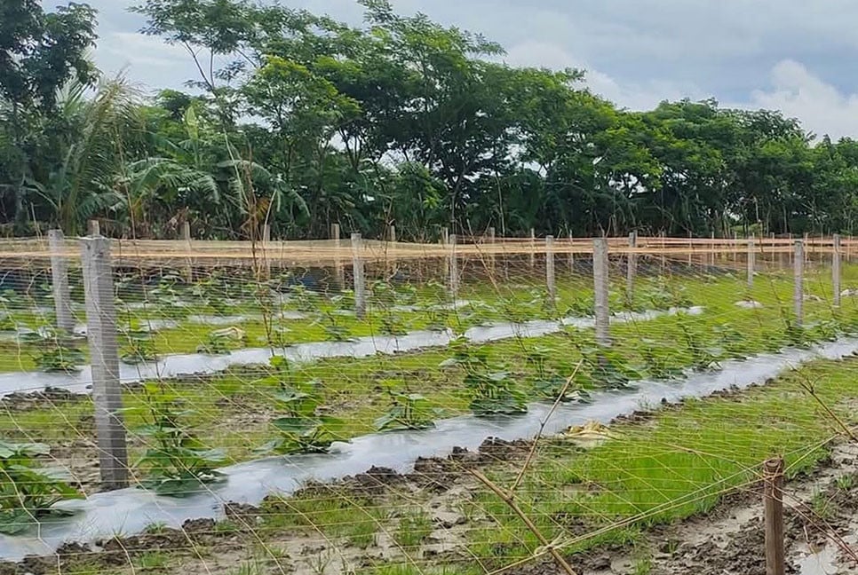 কলাপাড়ায় টানা বৃষ্টিতে ডুবছে কৃষকের স্বপ্ন