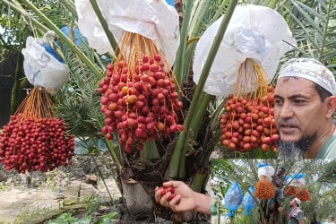 আরবের খুরমা খেজুরের বাগান করে দুই ভাইয়ের বাজিমাত