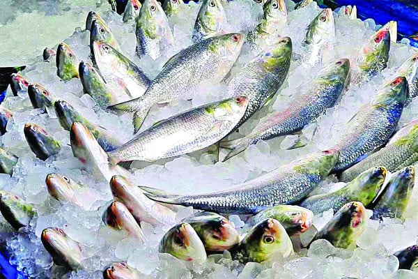 রেকর্ড উৎপাদনের পরও ইলিশ রপ্তানিতে ধস