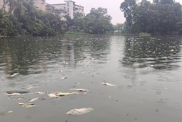 সিরাজগঞ্জে মাছের সঙ্গে এ কেমন শত্রুতা!