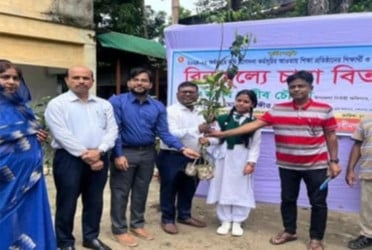 নবীনগরে গাছের চারা বিতরণ