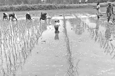 শ্রাবণের বৃষ্টিতে কৃষকের স্বস্তি