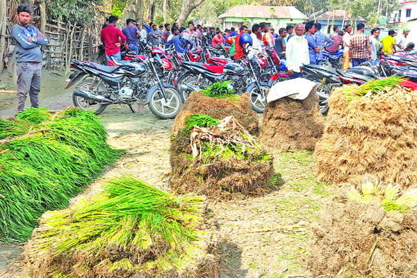 শতবর্ষী ধানের চারার হাট