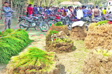 শতবর্ষী ধানের চারার হাট