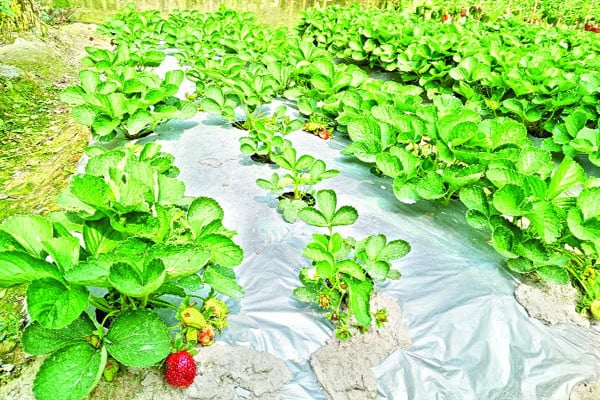 কৃষি হাসপাতাল ও পাঠাগার ঘিরে আশার আলো