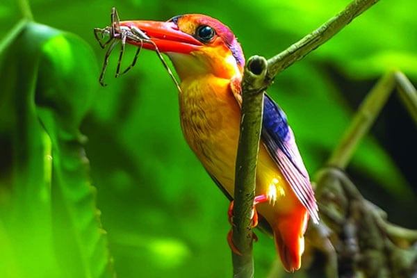 সুন্দর পাখি বামন মাছরাঙা