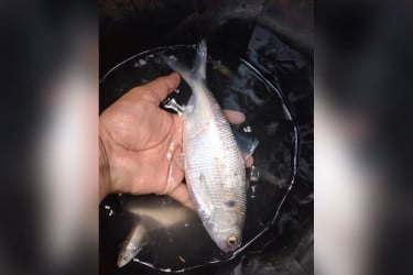 কলাপাড়ায় পুকুরে ধরা পড়ল ইলিশ!
