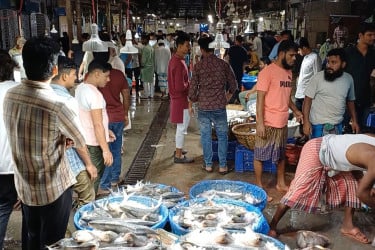 চাঁদপুর মাছঘাটে নামার ইলিশের দাম কিছুটা কম