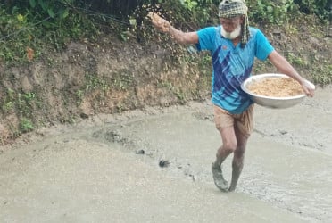 কুমিল্লায় আমনের মাঠ মাতাবে নতুন ধান