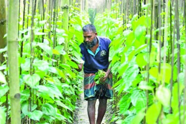 পানির দামে বিক্রি হচ্ছে রাজশাহীর মিঠা পান