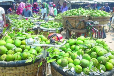 ৮ হাজার কোটি টাকার আম বাণিজ্যের সম্ভাবনা