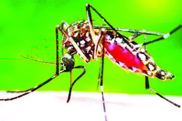 আরও তিনজনের মৃত্যু