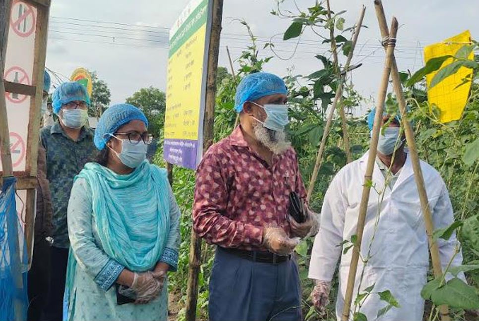 সবজির জমি যেন বিয়েবাড়ি!