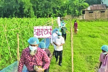 সবজির জমি যেন বিয়েবাড়ি!