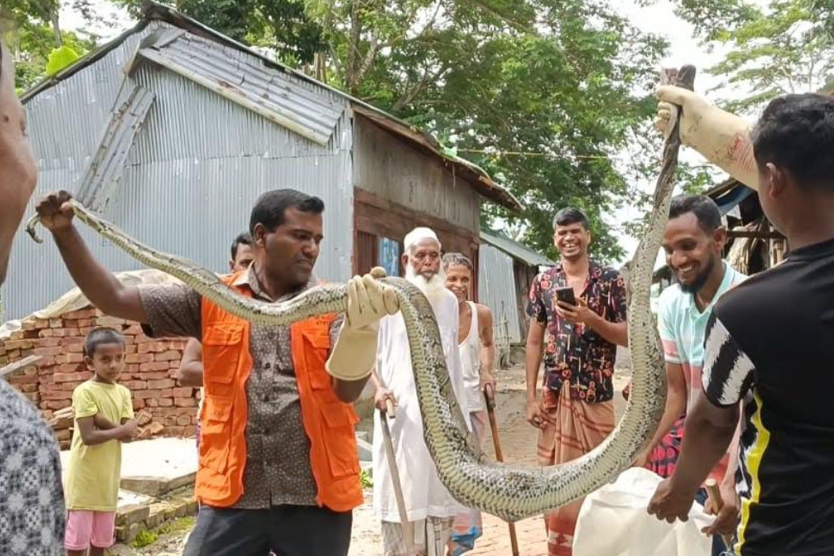 খামারে ঢুকে হাঁস খেয়ে ফেলল বিশাল অজগর
