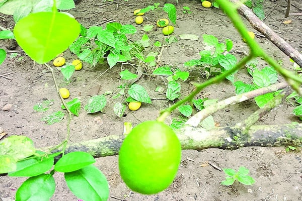 এক টাকায় দুটি লেবু!