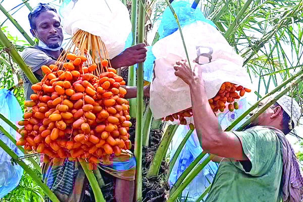 খেজুর বাগান করে বাজিমাত