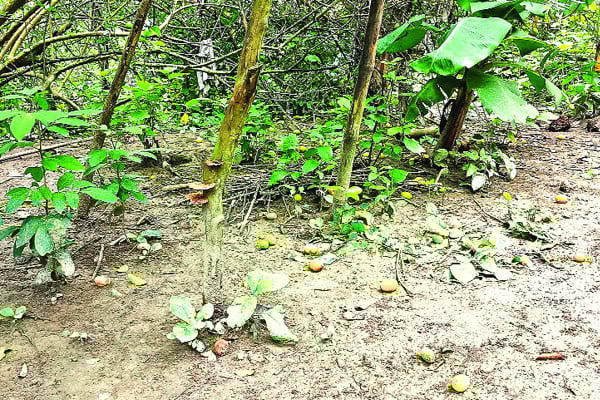 লেবুর বাম্পার ফলন তবু হতাশা