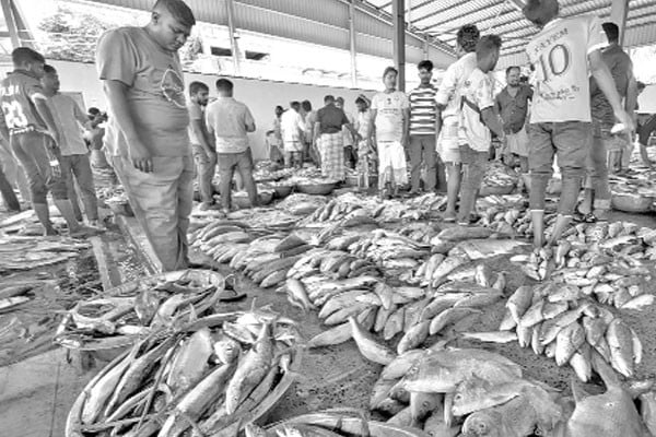 ভরা মৌসুমেও চড়া ইলিশের দাম