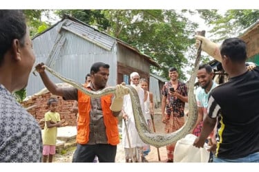 সুন্দরবন থেকে লোকালয়ে এলো আরো এক অজগর, মেরে ফেলেছে ১১টি হাঁস