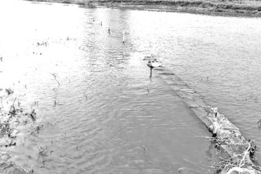 দেশি মাছ নিধনের মহোৎসব