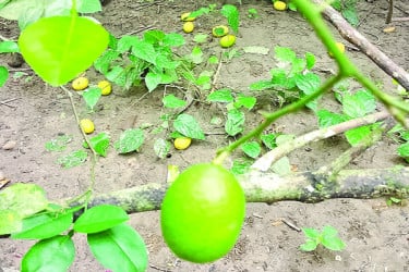এক টাকায় দুটি লেবু!