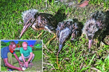 নতুন জীবনের চেষ্টায় শামুকখোল নিশিবক