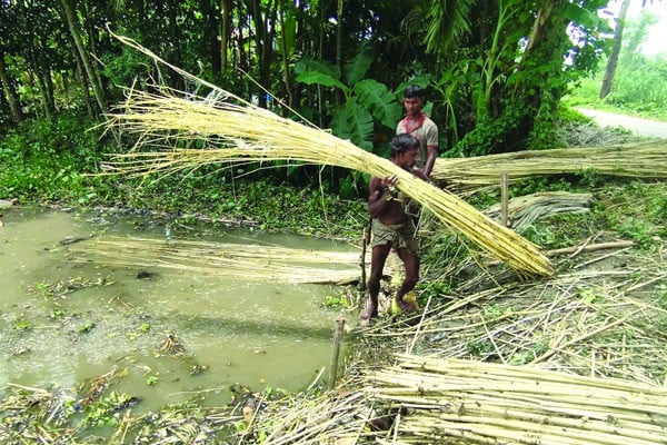 পাটে নতুন আশা