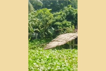 কচুরিপানার চাপে ভেঙে গেল বাঁশের সেতু, দুর্ভোগে হাজারো মানুষ