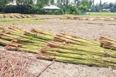 জলাশয়ে পানি নেই, পাট নিয়ে বিপাকে কৃষকরা