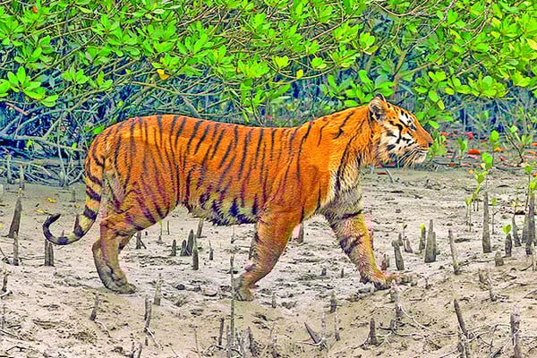 বিশ্ব বাঘ দিবস আজ