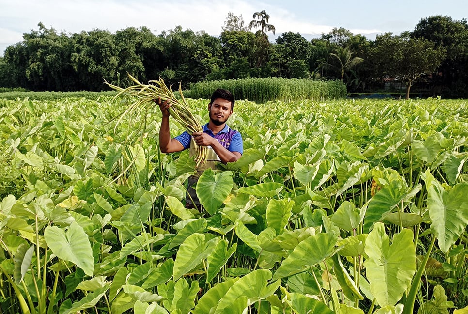 কচুর লতিতেই ভাগ্য বদলের স্বপ্ন কৃষকের