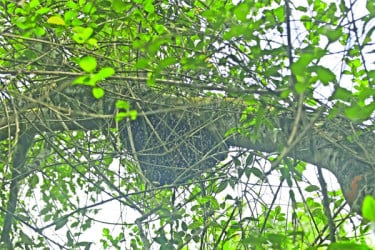 মৌয়ালরা পেশায় আগ্রহ হারাচ্ছেন